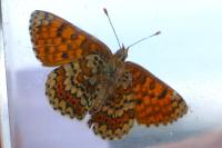 Melitaea cinxia