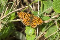 Boloria dia