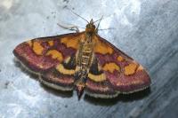 Pyrausta purpuralis