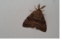 Lymantria dispar