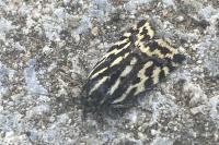 Emmelia trabealis