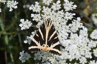 Euplagia quadripunctaria