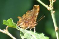 Polygonia c-album