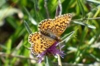 Boloria selene