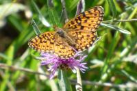 Boloria selene