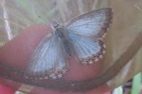 Lysandra coridon