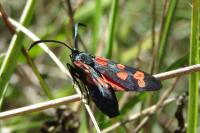 Zygaena transalpina