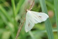 Sitochroa palealis