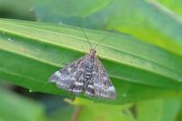Pyrausta despicata