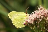 Gonepteryx rhamni