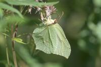 Gonepteryx rhamni