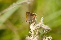 Lycaena phlaeas