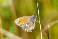 Coenonympha pamphilus