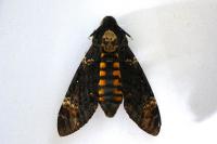 Acherontia atropos