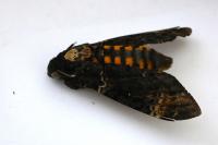 Acherontia atropos