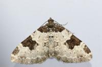 Xanthorhoe fluctuata