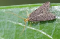 Eurodachtha pallicornella
