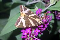 Euplagia quadripunctaria