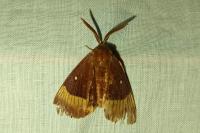 Lasiocampa quercus