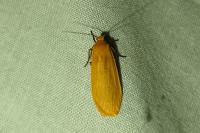Wittia sororcula