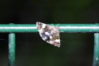 Tyta luctuosa