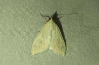 Sitochroa palealis