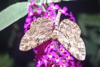 Peribatodes rhomboidaria