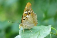 Apatura ilia