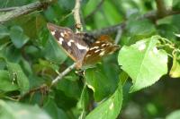 Apatura ilia