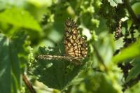 Chiasmia clathrata