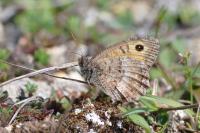 Arethusana arethusa