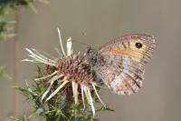 Arethusana arethusa