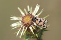 Zygaena fausta