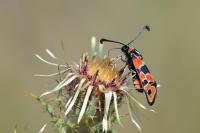Zygaena fausta