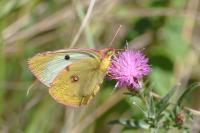 Colias