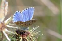 Lysandra bellargus