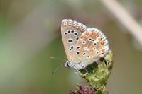 Lysandra bellargus