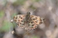 Carcharodus alceae