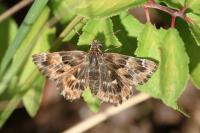 Carcharodus alceae