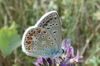 Polyommatus icarus