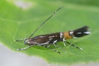 Cosmopterix pulchrimella