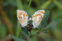 Aricia agestis