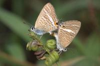 Lampides boeticus