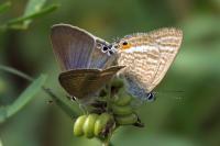Lampides boeticus