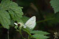 Pieris napi