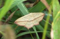 Timandra comae