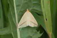 Rhodometra sacraria