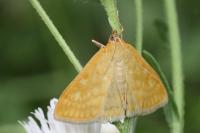 Sitochroa verticalis