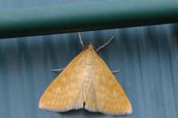 Sitochroa verticalis