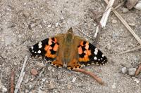 Vanessa cardui